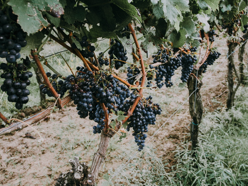 leaved, harvesting, plant part, farm, healthy Eating, day, 4K, fruit, grapevine, food and drink, winemaking, growth, ripe, food, grapes, bunch, grape