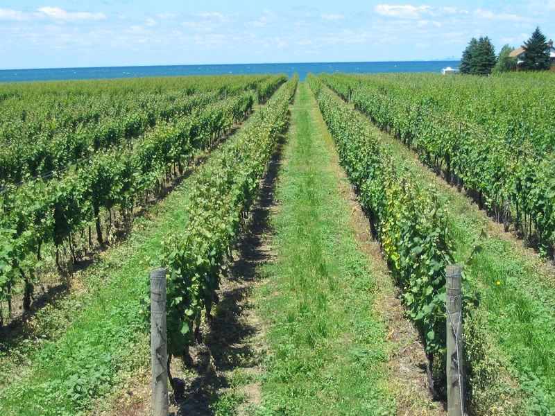 summer, growth, no people, outdoors, vineyard, rural scene, grape, canada, sky, plantation, vines, niagara-on-the-lake, ontario, 1080P, environment, farm