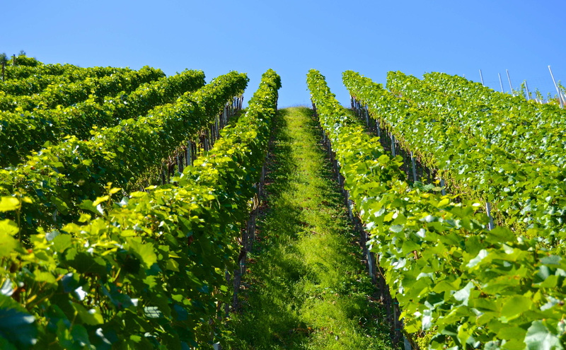 food, winemaking, tree, beauty in nature, series, nature, 4K, vineyard, yellow, agriculture, landscape, green plant, farm, sky, vine, green, green color