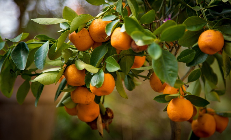 organic, orange color, green Color, agriculture, leaf, in the tree, healthy Eating, focus on foreground, Tree, ripe, Fruit, outdoors, 2K, wellbeing, leaves