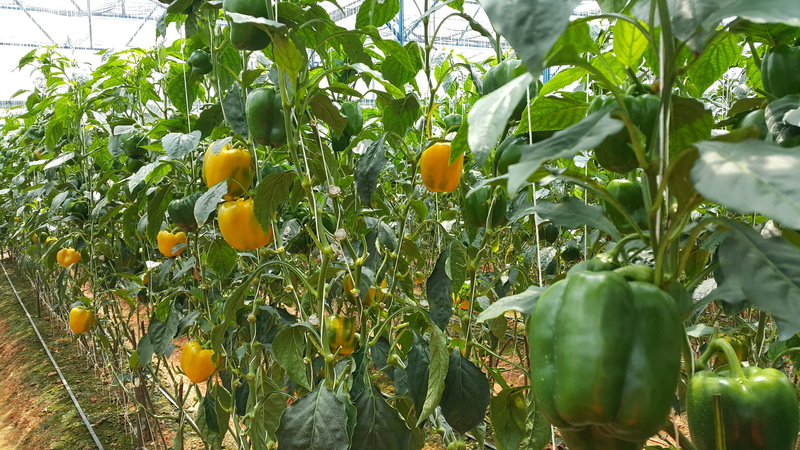 food, no people, tomato, growth, plantation, outdoors, plant, green Color, orange color, capsicum garden, leaf, plant part, citrus fruit, organic, wellbeing