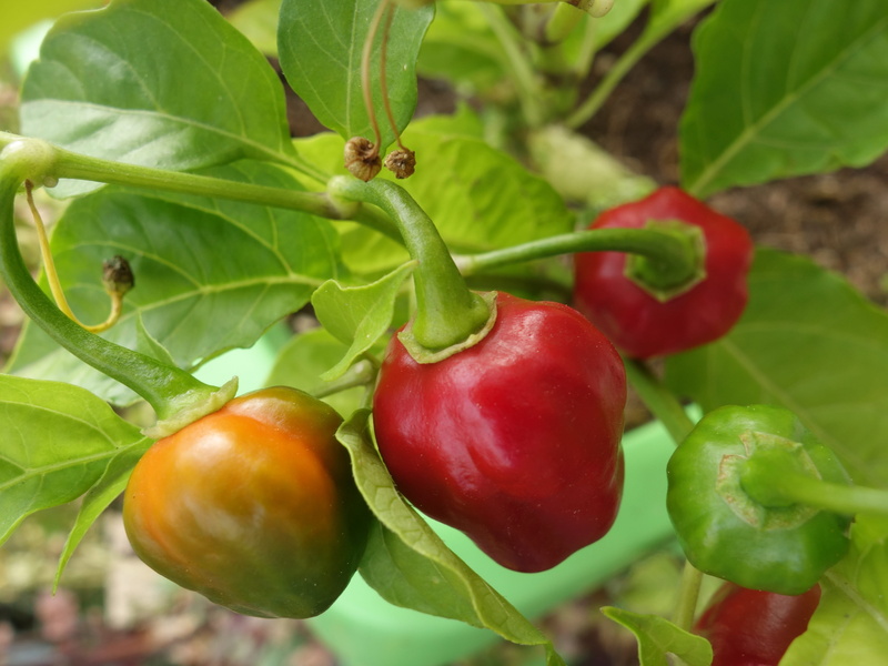red, ripe, sharp, 4K, vegetable, food, habanero, green color, food and drink, Chilli Pepper, healthy eating, beauty in nature, Plant, no people, fruit