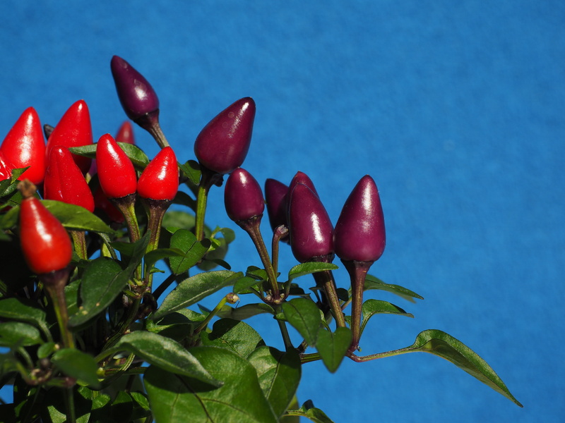 close-up, capsicum salsa, violet, wellbeing, paprika, fruit, nachtschattengewächs, red, nature, red chili pepper, plant, chili pepper, fruits, chili, chili berry