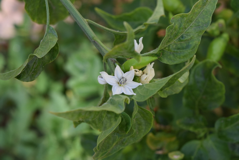 Cayenne Pepper, leaf, growth, flower head, close-up, nature, day, plant, focus on foreground, fragility, 2K, freshness, flowering plant, vulnerability