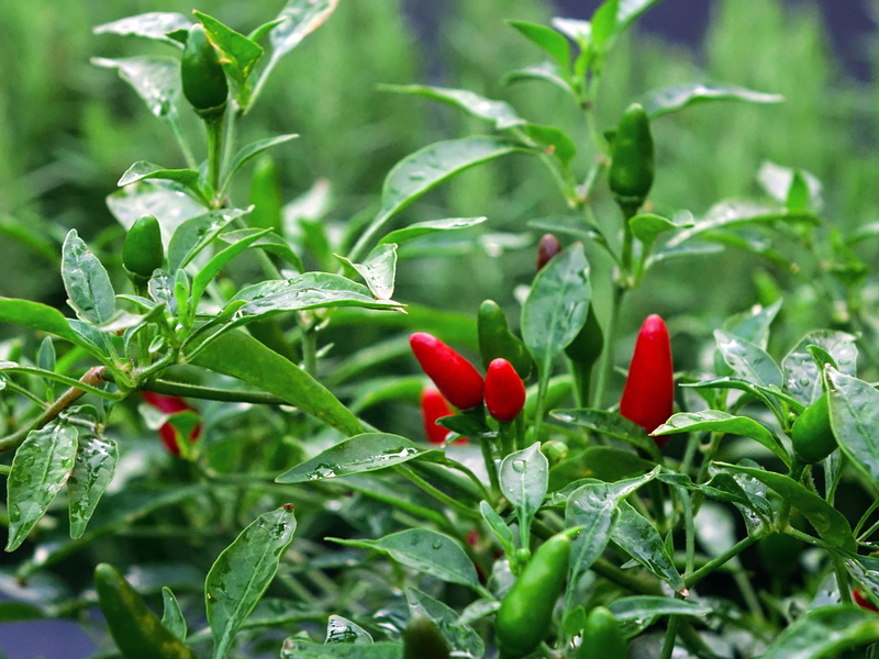 flowerbed, nature, growth, no people, green color, spicy, plant part, spice, outdoors, beauty in nature, birds eye chilli, food, chilli padi, plant, vegetable