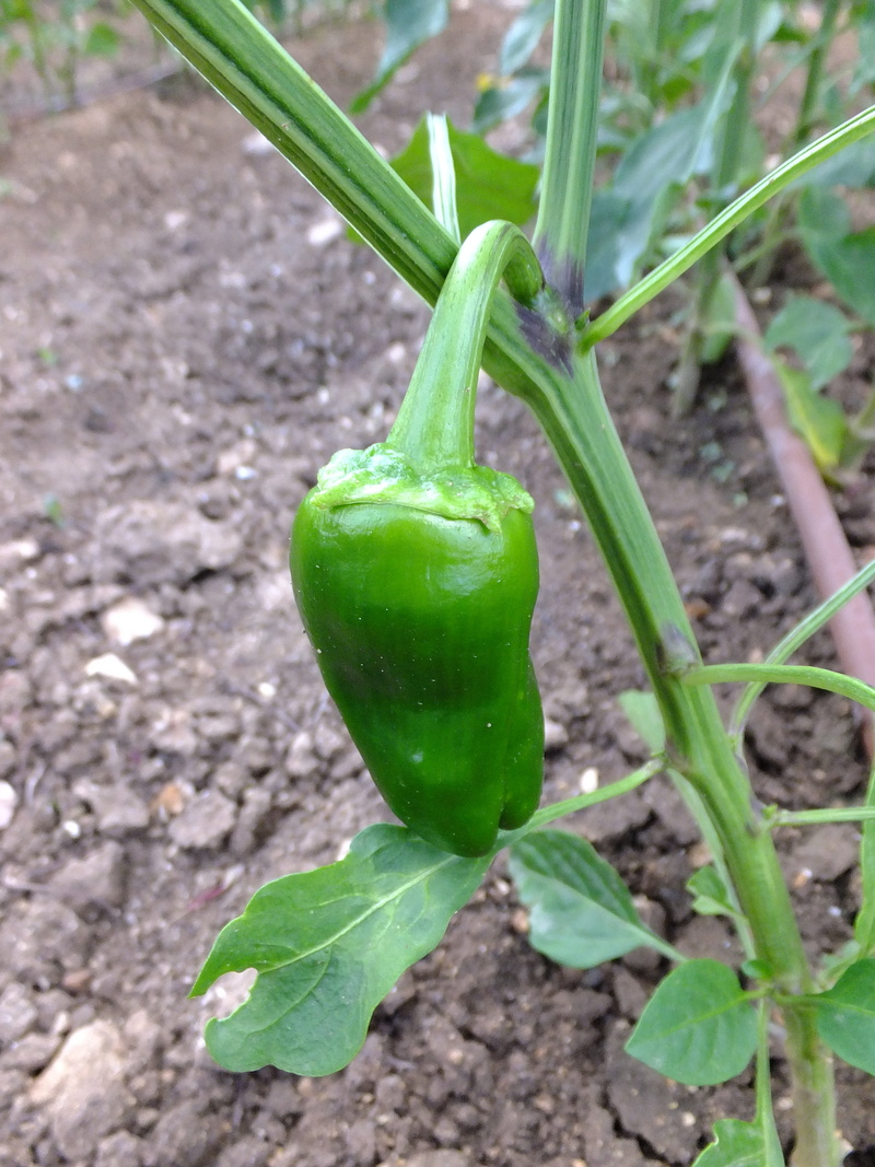 day, land, solanaceae, plants, leaf, eat, alimentari, 4K, growth, freshness, vegetables, edible, nature, outdoors, green color, plant, kitchen, no people