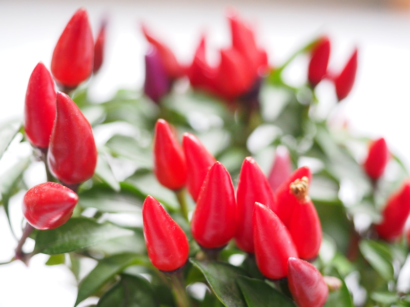 pepper, plant, no people, red, inflorescence, flowering plant, nachtschattengewächs, capsicum, vulnerability, beauty in nature, flower head, day, capsicum annuum