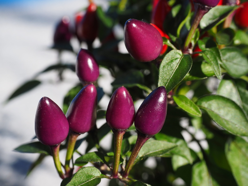 ornamental peppers, nature, hot peppers, 4K, flower, purple, capsicum annuum, growth, food, freshness, green color, pepper, red, no people, fruits, nachtschattengewächs