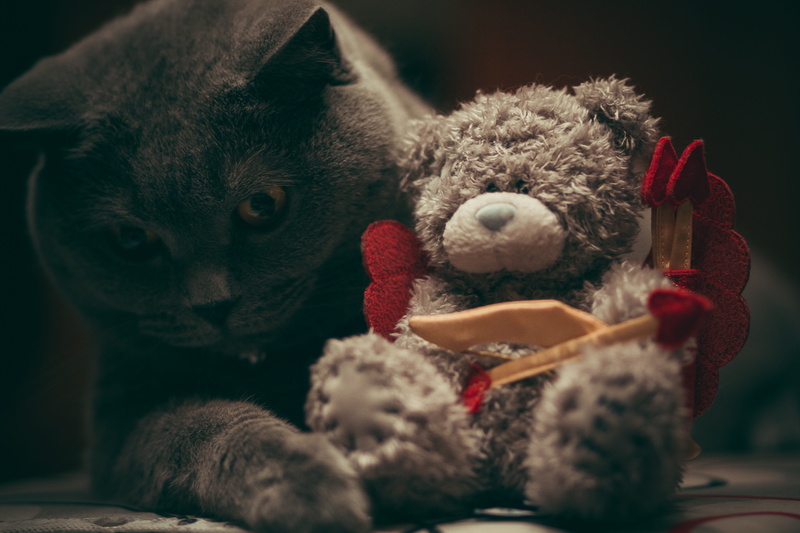 animal, cat, holiday, one animal, pets, teddy bear, representation, stuffed toy, softness, studio shot, pet, black, 5K, celebration, animal representation