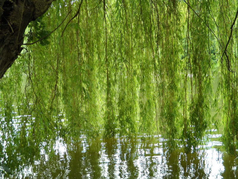 4K, shore greenhouse, River, Grove, nature, waterfront, Idyll, day, leaf, protected, green, forest, leaves curtain, flow, bank, mysterious, Bank, shore rain