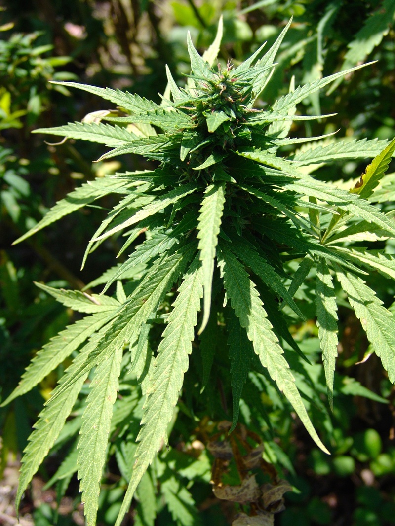 marijuana, green color, growth, close-up, nature, leaves, recreational drug, green, 1080P, drug, outdoors, narcotic, plant, dope, mary jane, cannabis plant