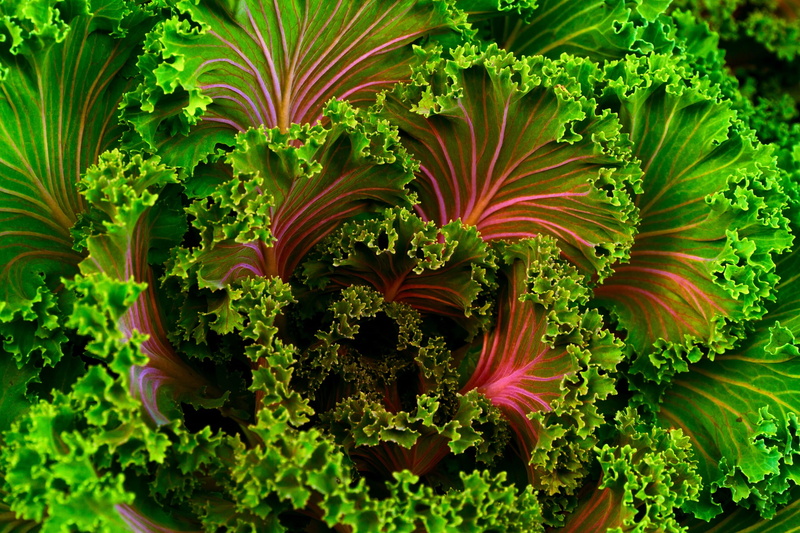 beauty in nature, green color, plant part, multi colored, close-up, growth, freshness, sea life, close, leaf, sea, lettuce, kale, pink, water, leaves, 1080P