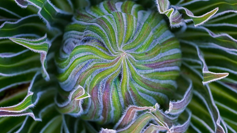 720P, plant, close-up, natural pattern, freshness, textile, food and drink, macro, plants, full frame, green, extreme close-up, cabbage, beauty in nature