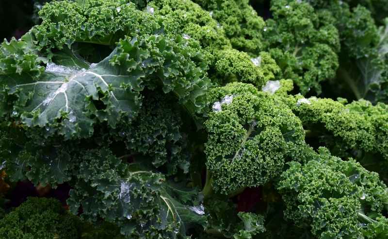 cabbage, vegetable, kale, nature, leaves, vegetables, eiskristalle, krauskohl, winter vegetables, healthy eating, kohl, frost, full frame, green, plant