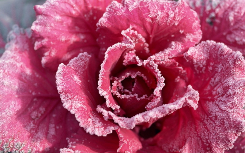 ornamental, kale, pink, growth, flower head, vulnerability, flower, petal, nature, beauty in nature, 720P, rime, dew, flowering plant, plant, wet, bright