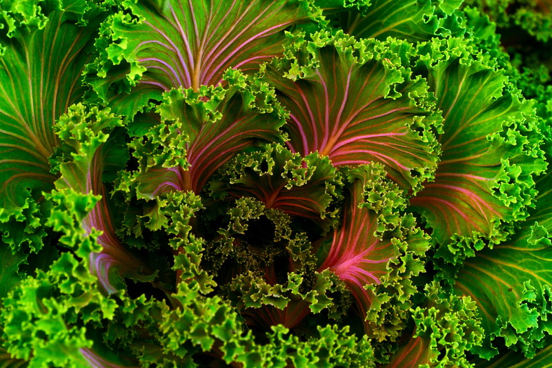 organic, plant, red, lettuce, healthy, green, vegetable, food and drink, beauty in nature, food, colorful, no people, color, green color, close-up, freshness