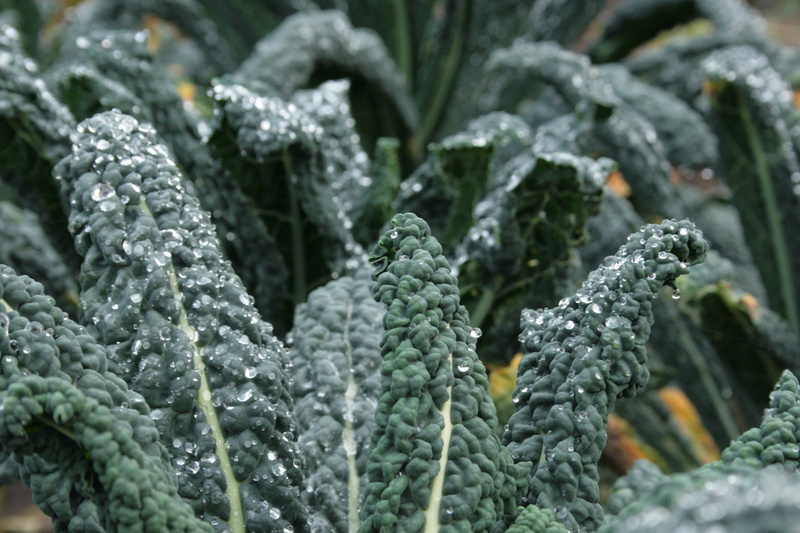 nature, frozen, 4K, plant, vegetable, food and drink, green color, growth, kale, focus on foreground, cold temperature, brassica oleracea, outdoors, no people