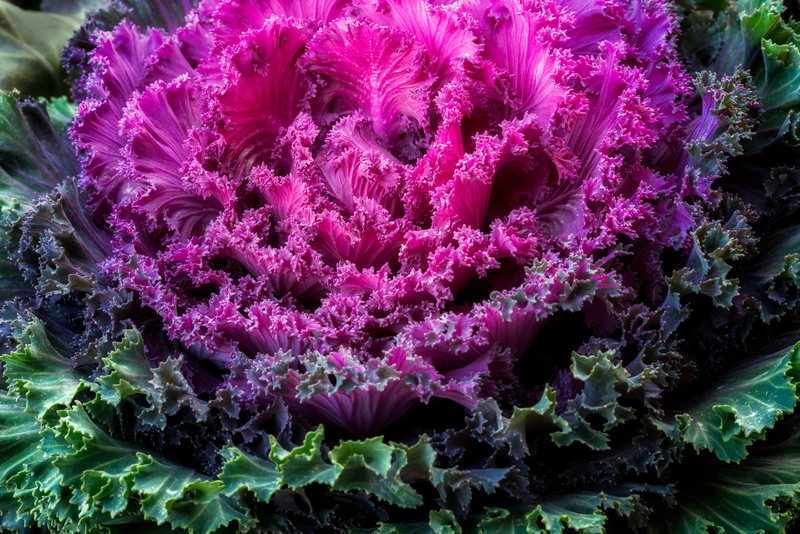 freshness, ornamental kale 4k high def  for mac, pink color, coral, full frame, sea, undersea, plant, beauty in nature, underwater, purple, sea life, animal themes