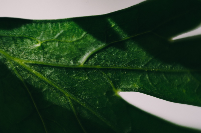 vegetables, focus on foreground, nature, food, no people, abstract, greenery, freshness, beauty in nature, 4K, plant part, leaf, outdoors, backgrounds