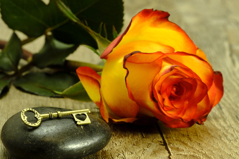no people, 5K, key to the heart, mothers day, plant part, valentines day, romance, romantic, indoors, freshness, plant, rose bloom, blossom, close, affection