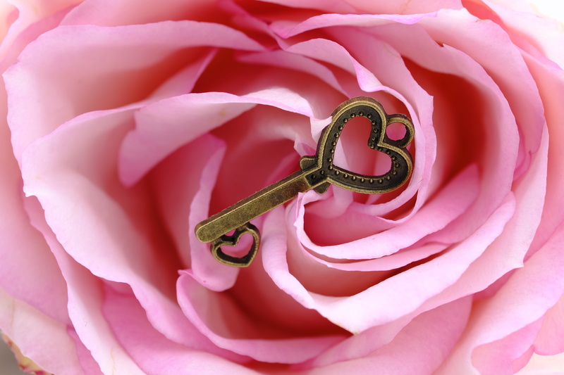vulnerability, nature, capping, heart, flower, rose, fragility, key to the heart, romance, flower head, full frame, valentines day, bloom, petal, rose bloom