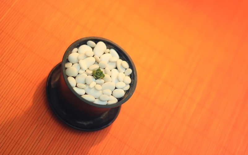 medicine, macro, cactus, temptation, stones, prescription Medicine, healthcare And Medicine, no People, rocks, addiction, illness, high angle view, small