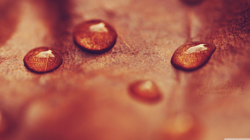 indoors, food and drink, wood - material, animal themes, leaves, drop, nutritional supplement, nature, abstract, healthcare and medicine, shiny, wet, medicine