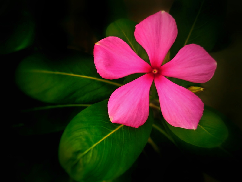 organic, medicinal plant, inflorescence, no people, vulnerability, flower, focus on foreground, nature, pink, wellness, beauty in nature, herb, flower head
