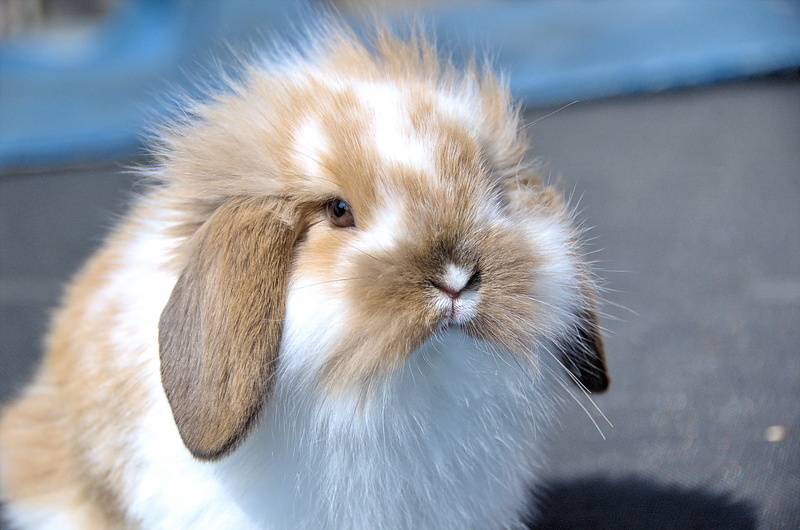whisker, body part, animal head, closeup, flemish lop rabbit, 2K, hair, pets, photo, domestic animals, animal hair, no people, domestic, very affectionate
