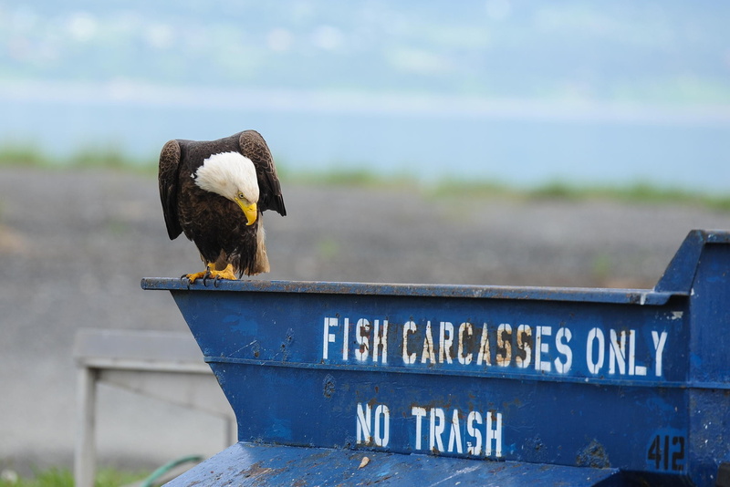 1080P, Amazing, beak, Alaska, long, instructions, wildlife, Bald eagle, aquila, funny, black, reading, Bird, Animal, read, white, instruction, spit, use