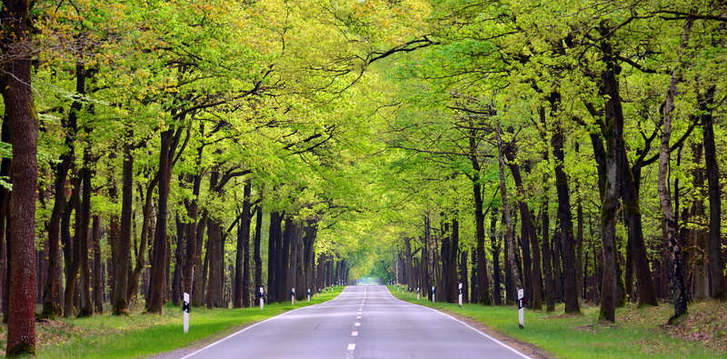 diminishing perspective, land, bamboo - plant, plant, forest, tree canopy, day, outdoors, vanishing point, direction, road, side street, tree, nature, the way forward