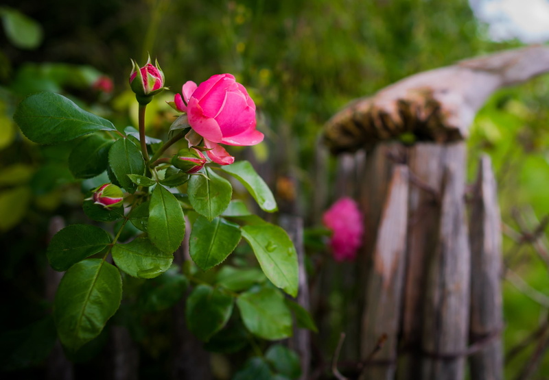 growth, focus on foreground, beauty in nature, flowering plant, fragrance, environment, vulnerability, selective, photography, rose bloom, day, gaudy, bush
