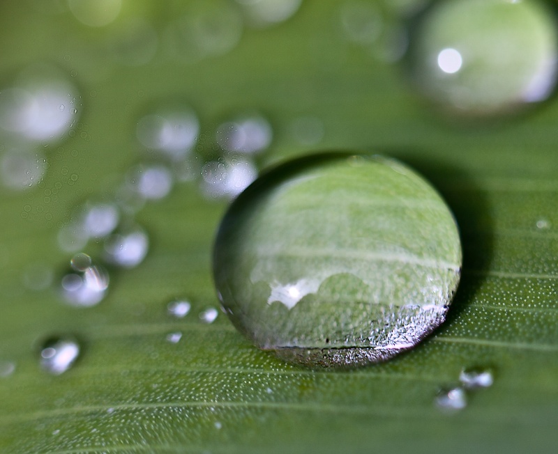 reflections, wet, fragility, rain, day, after the rain, invoice, leaves, 2K, shadows, raindrop, water, vulnerability, macro, freshness, drops of water