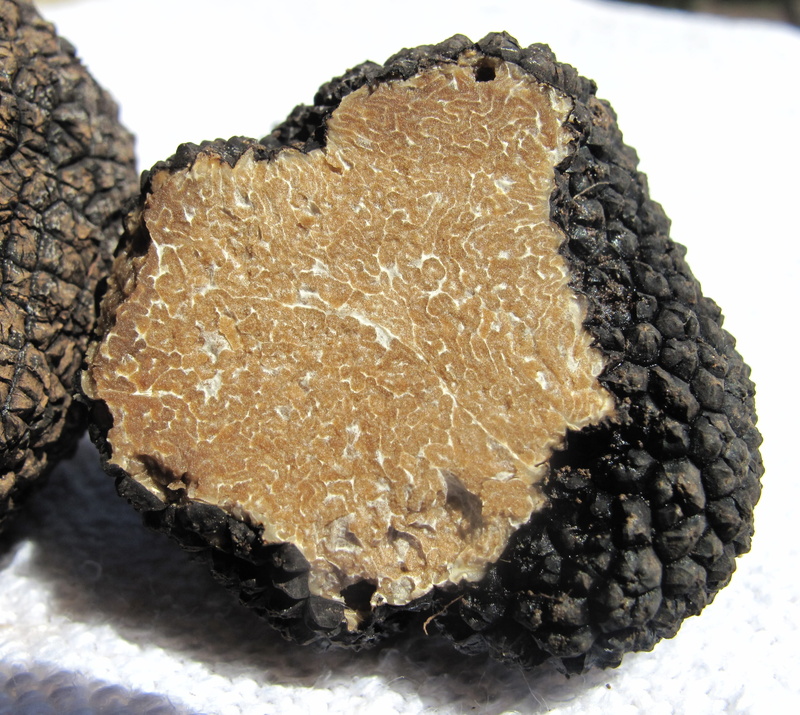 still life, plektenchym, close-up, pattern, textured, day, solid, scorzone, summer truffle, fruiting bodies, black, black color, mushroom genus, expensive