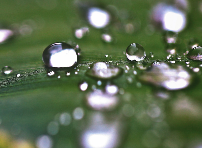 after the rain, texture, no people, macro, leaves, 2K, rain drops, purity, day, Water, close-up, summer, drops on leaf, reflection, freshness, rain, green color