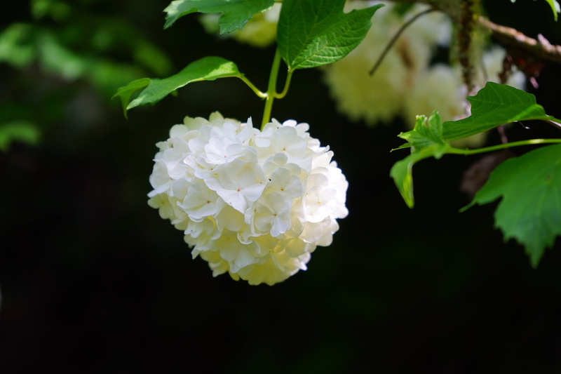 white, growth, vulnerability, ornamental shrub, bush, leaf, cluster, petal, 5K, macro, musky herb greenhouse, white color, no people, photography, geiß ball