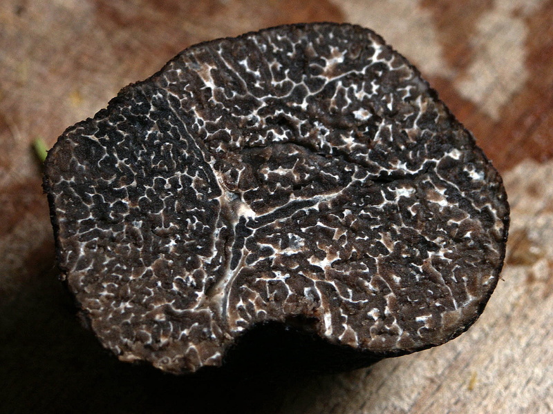 valuable, delicacy, award, mushroom, indoors, solid, fruiting bodies, rough, expensive, pattern, plaiting materials, nature, meat, jewelry, mushroom genus