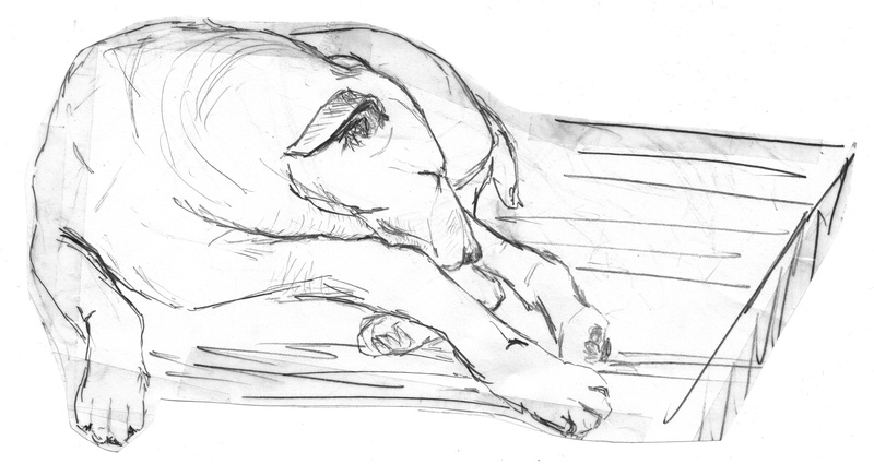paper, aggression, women, young adult, black and white, creativity, art and craft, close-up, pet, lying, sleeping dog, mouth open, animal, pencil drawing