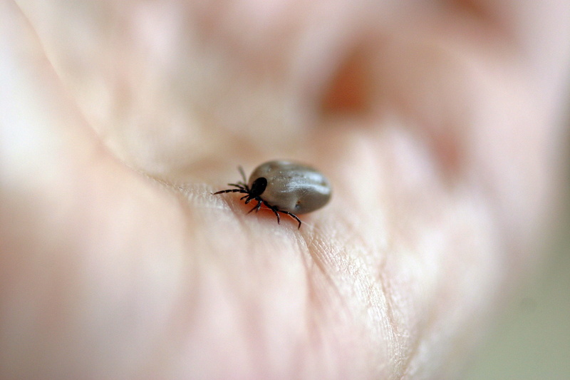 tbe, insect, invertebrate, disease vectors, holding, animals in the wild, pathogen, creature, infection, one person, hand, selective focus, dangerous, ixodida