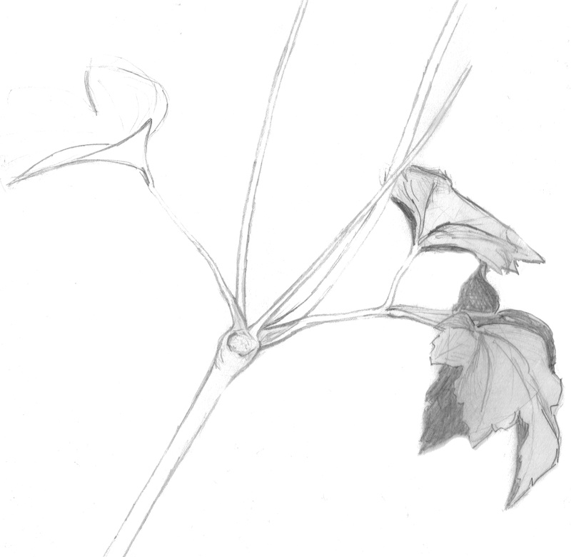 drawing, Nature, copy space, no people, animal themes, invertebrate, Sketch, white background, close-up, animal wildlife, one animal, studio shot, 4K