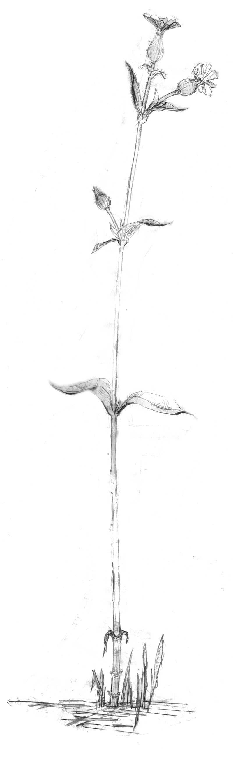 studio shot, bloom, wilted plant, drawing, wild flower, the wayside, dry, blossom, root, vegetable, nature, dead plant, black and white, indoors, close-up