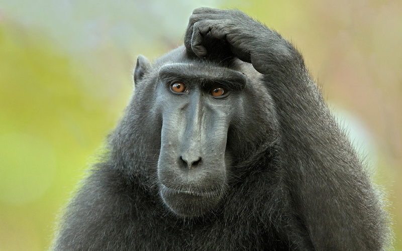 animal, think, funny, 1080P, primate, monkey, animals, now