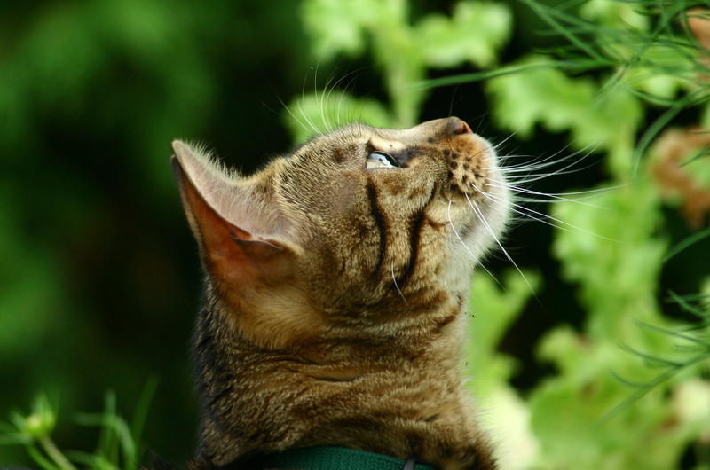 outdoors, silver tabby, grass, backyard, bengal, whats up, fur, cat, kitten, silver, tabby, mammal, undomesticated Cat, domestic Cat, animal, nature, feline