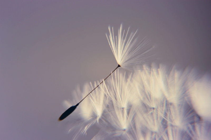 lightweight, nature, wishes, dandelion seed, fragility, blow, selective focus, dandelion, vulnerability, outdoors, softness, flower head, luck, flowering plant