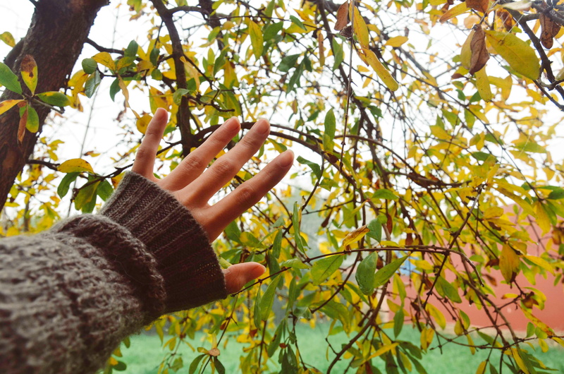 human hand, finger, autumn, growth, one person, focus on foreground, plant part, apparel, plant, body part, land, glove, rubix cube, human limb, change