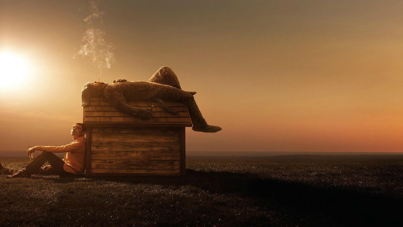 TV Show, Wilfred (TV Show), Wilfred, Jason Gan, 1080P, Elijah Wood