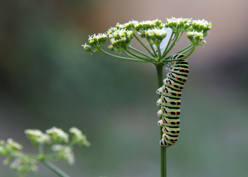 focus on foreground, close-up, caterpillar, swallowtail, ramat gan, selective focus, israel, invertebrate, beauty in nature, growth, no people, flower