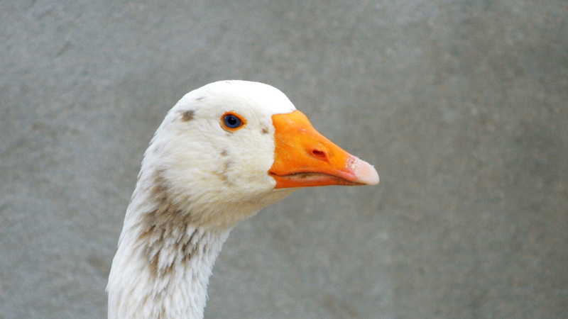 life, close-up, animal neck, animals in the wild, head, looking away, white, outdoors, 4K, azerbaijan, vertebrate, goose, no people, animal wildlife, baku