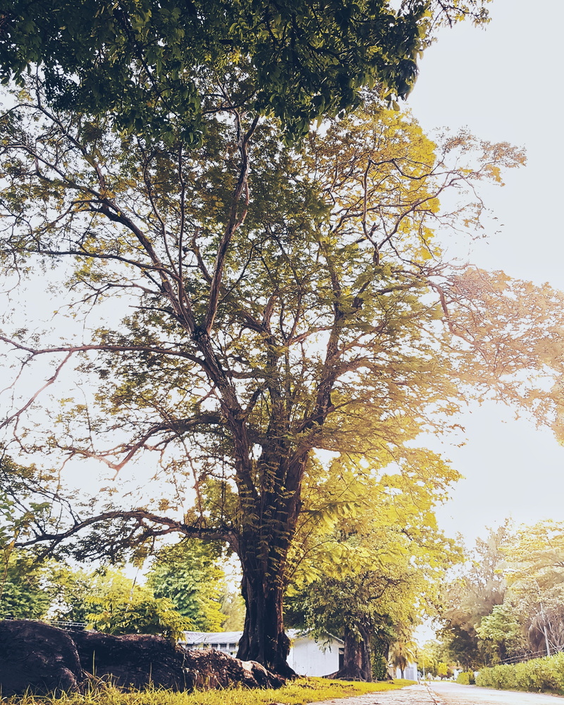 autumn, park, growth, tree, beauty in nature, maldives, gan international airport, 2K, trunk, branch, sunlight, scenics - nature, sky, tranquil scene
