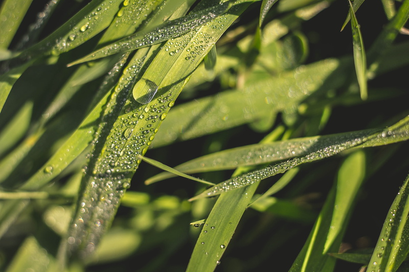beauty in nature, dew, growth, nature, no people, outdoors, rain, close-up, israel, leaf, water, raindrop, leaves, 5K, selective focus, drop, day, grass